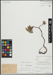 Foto von Salix alpina Scop. x Salix breviserrata Flod.